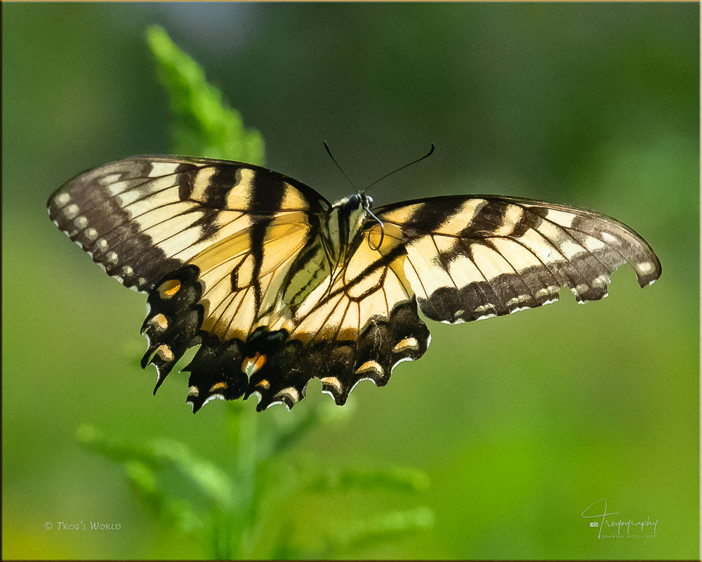 Tiger Swallowtail Butterfly