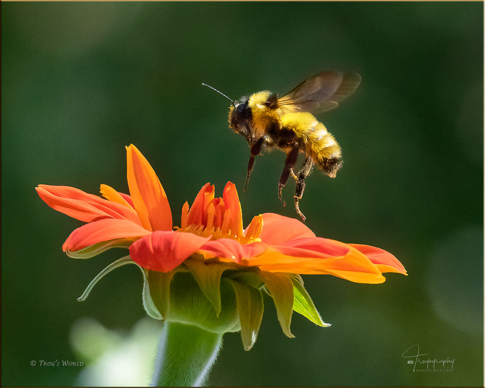 Bumblebee lifting off from a flower