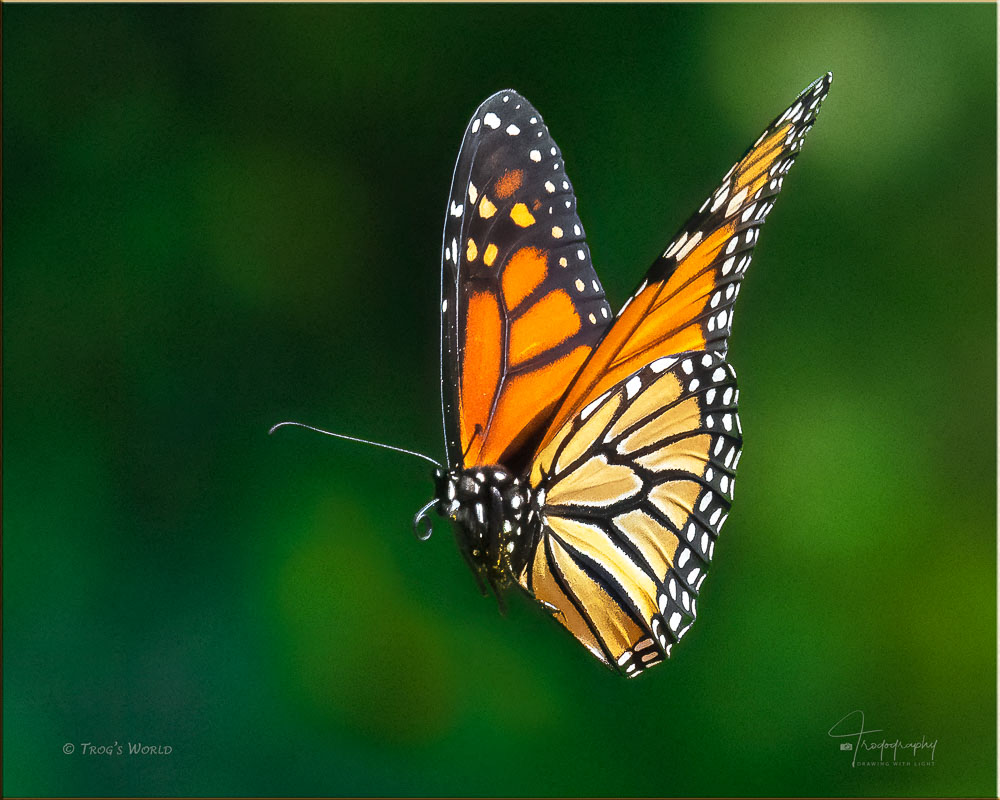 Monarch butterfly in flight