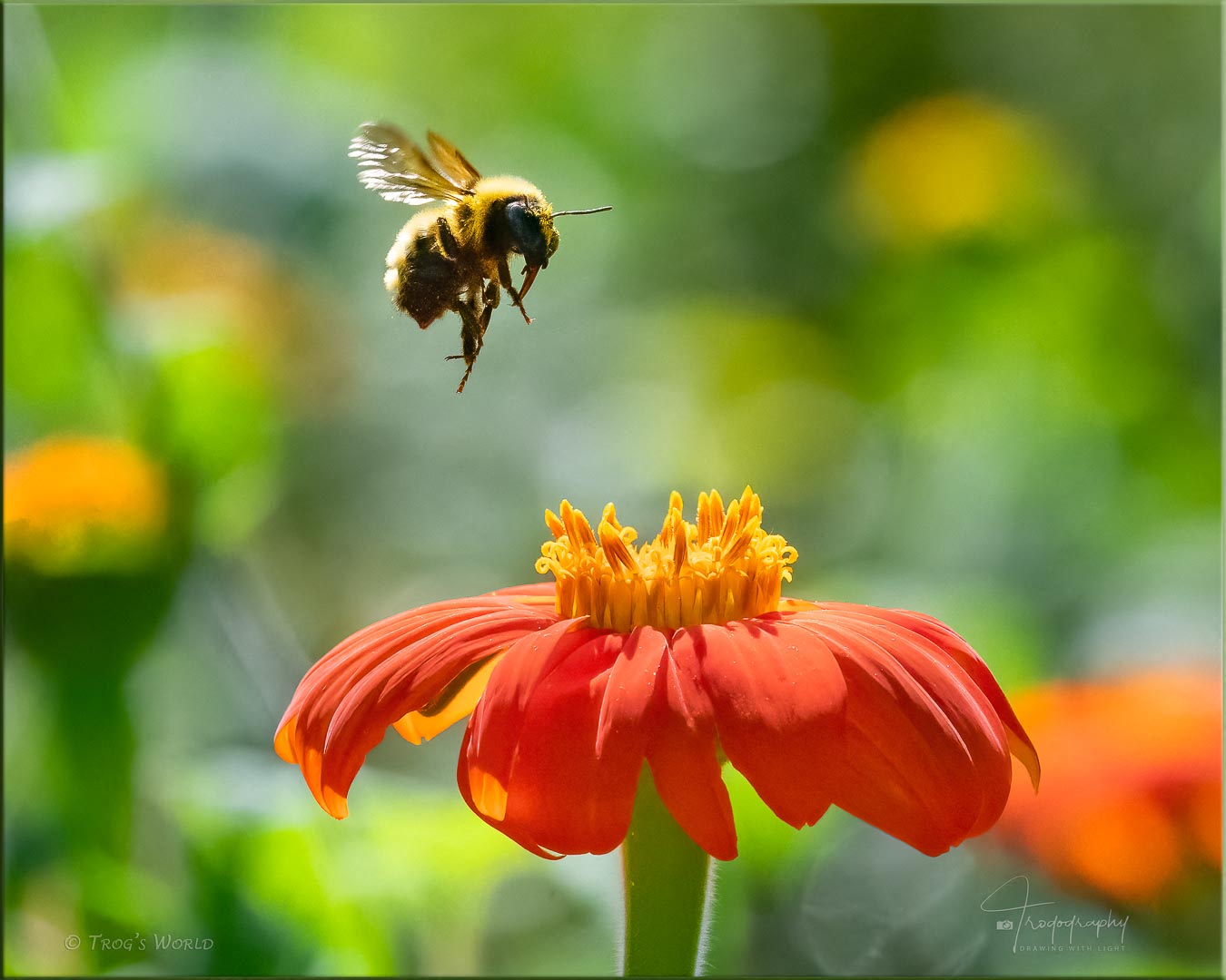 Flight of the Bumblebee