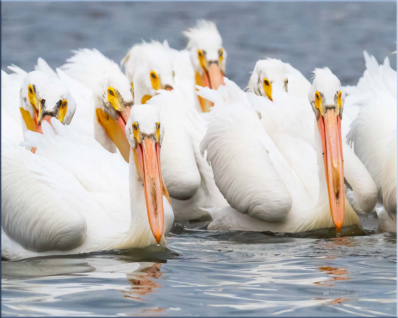 American White Pelicans Fishing in a Group