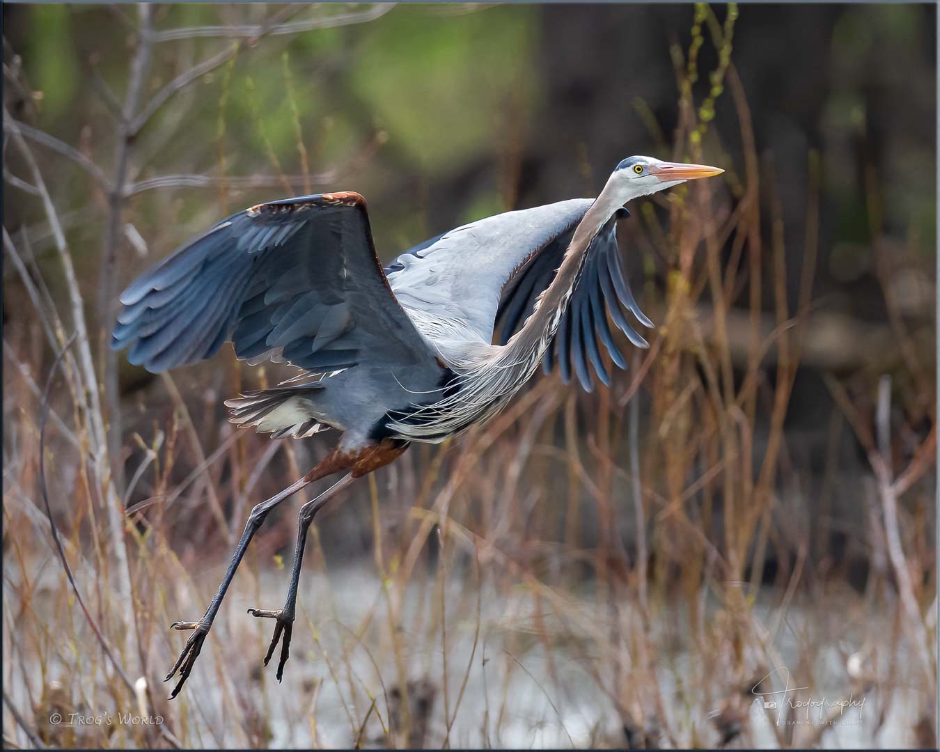 Great Blue Heron taking off along a river