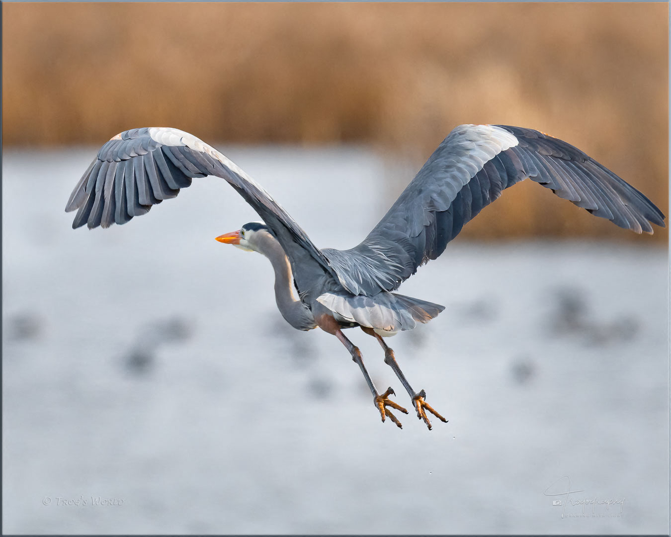 Great Blue Heron and its feet
