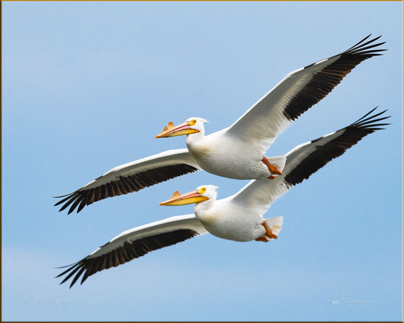 Two American White Pelicans in Flight