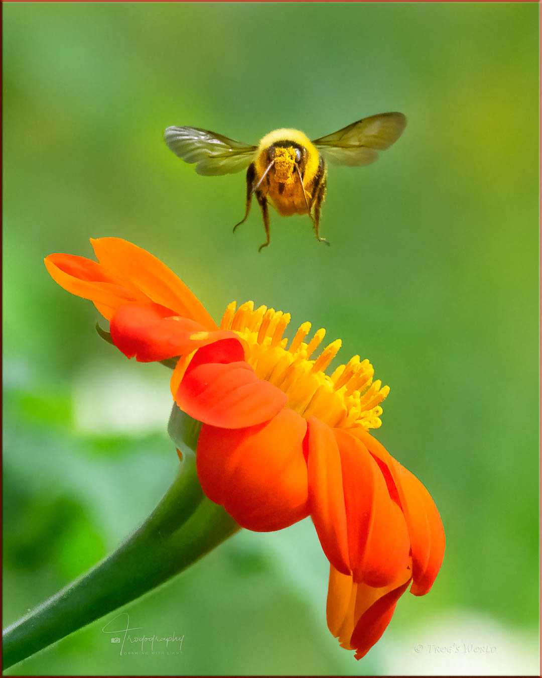 Bumblebee with a load of pollen