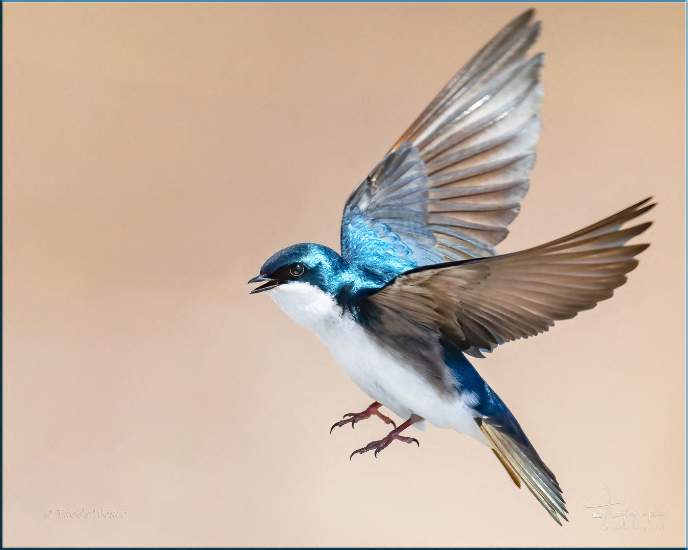Tree Swallow captured in mid-flight
