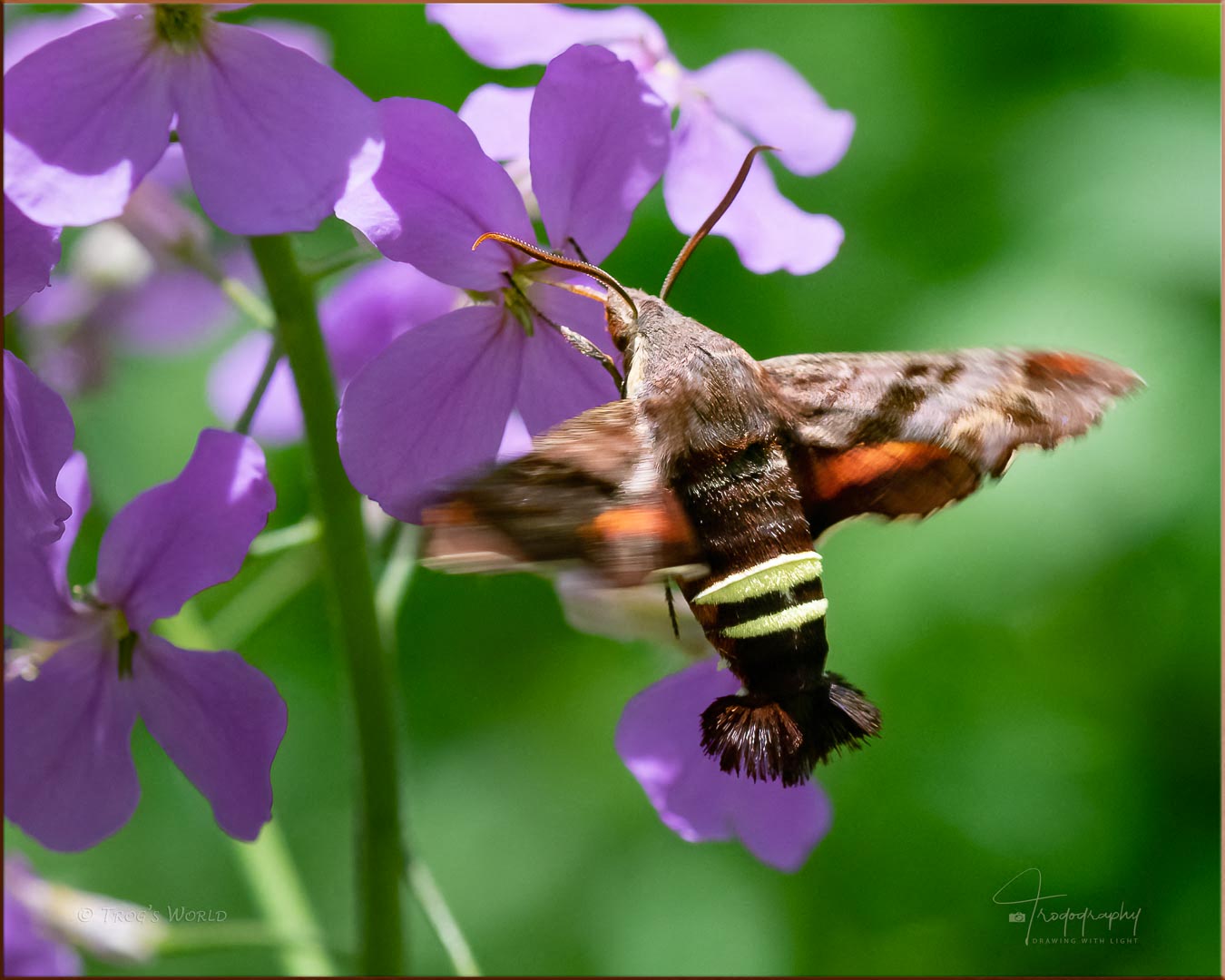 Nessus Sphinx Moth