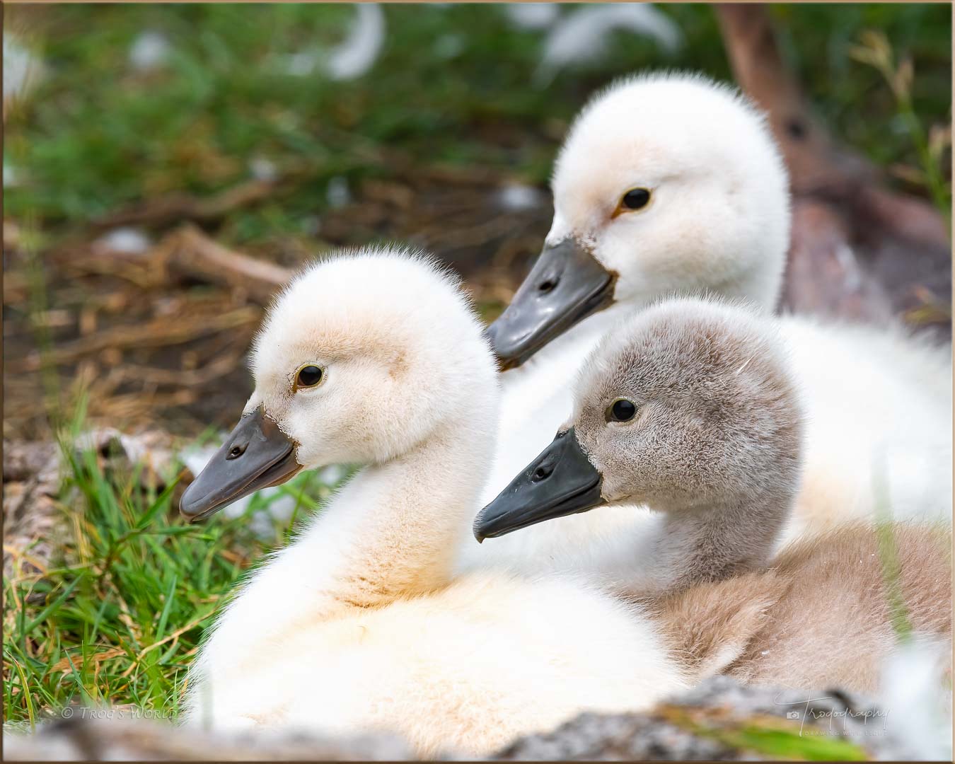 Three mute swan cygnets