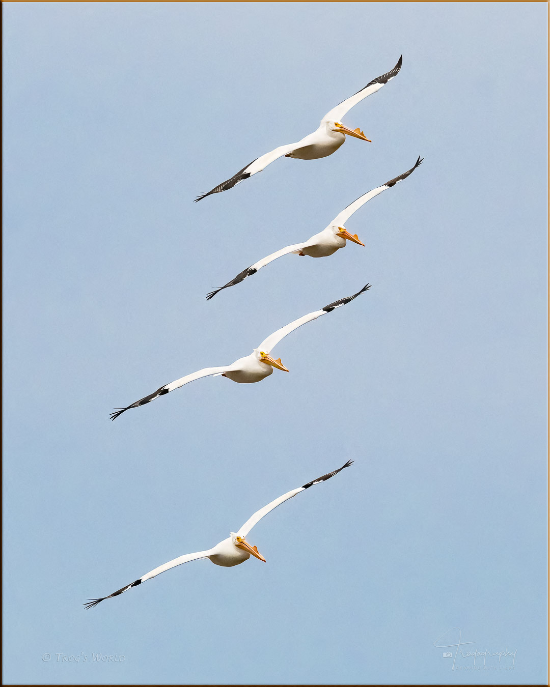 American White Pelicans flying in formation