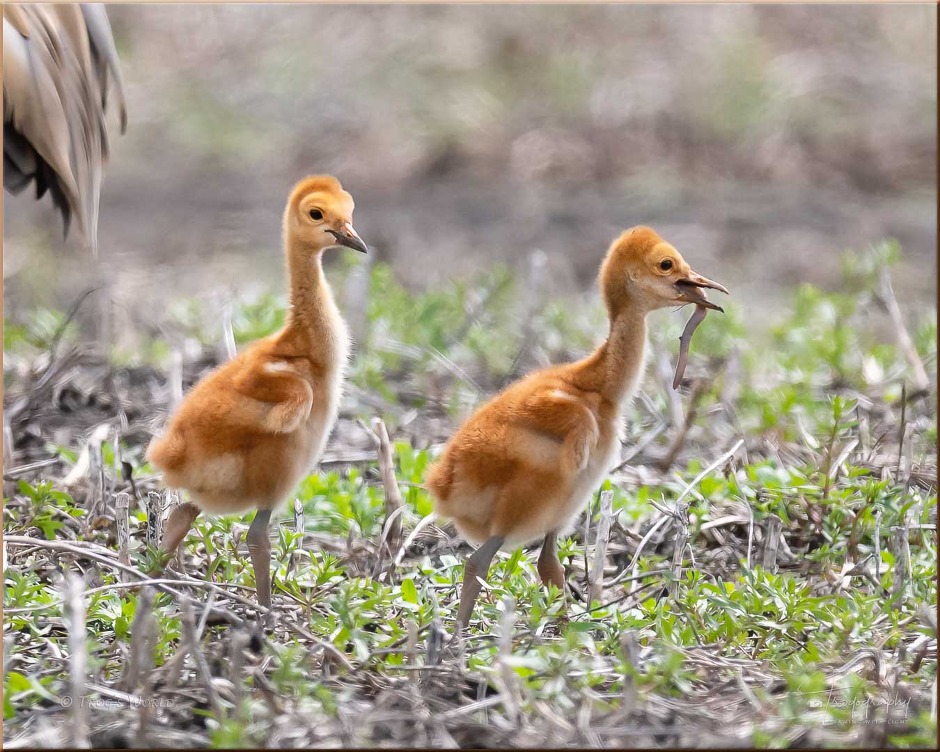 Sandhill Crane colt with a worm