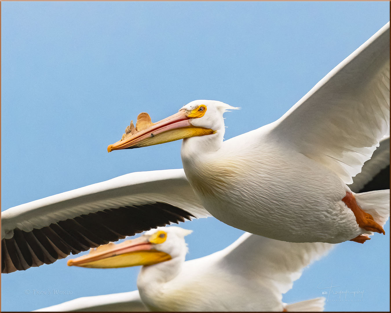 American White Pelicans in flight