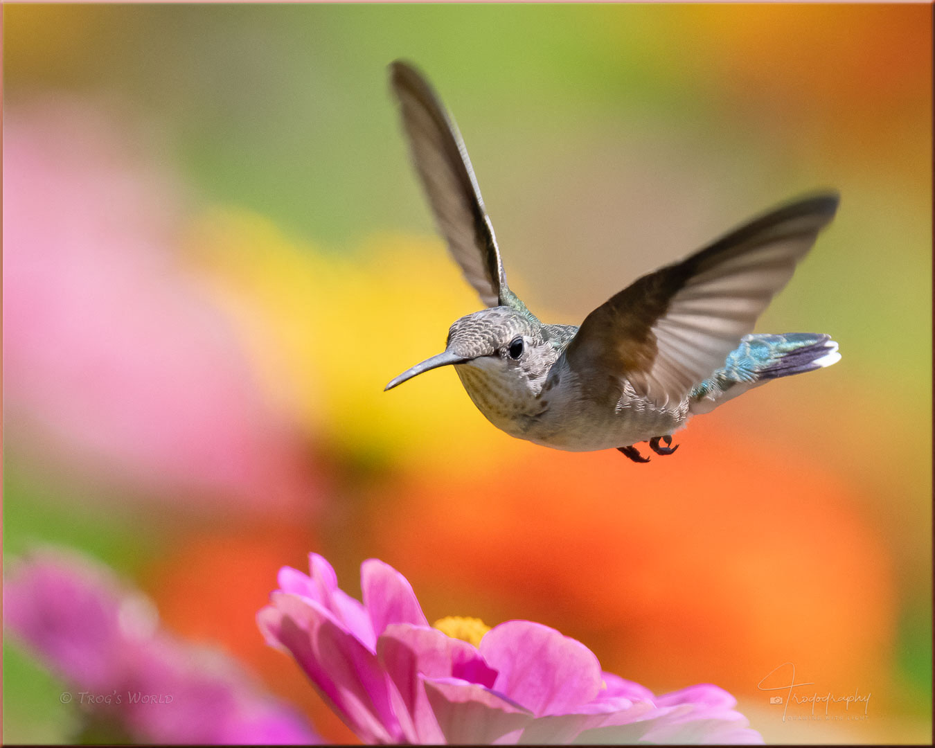 Ruby-throated Hummingbird hovering over flowers