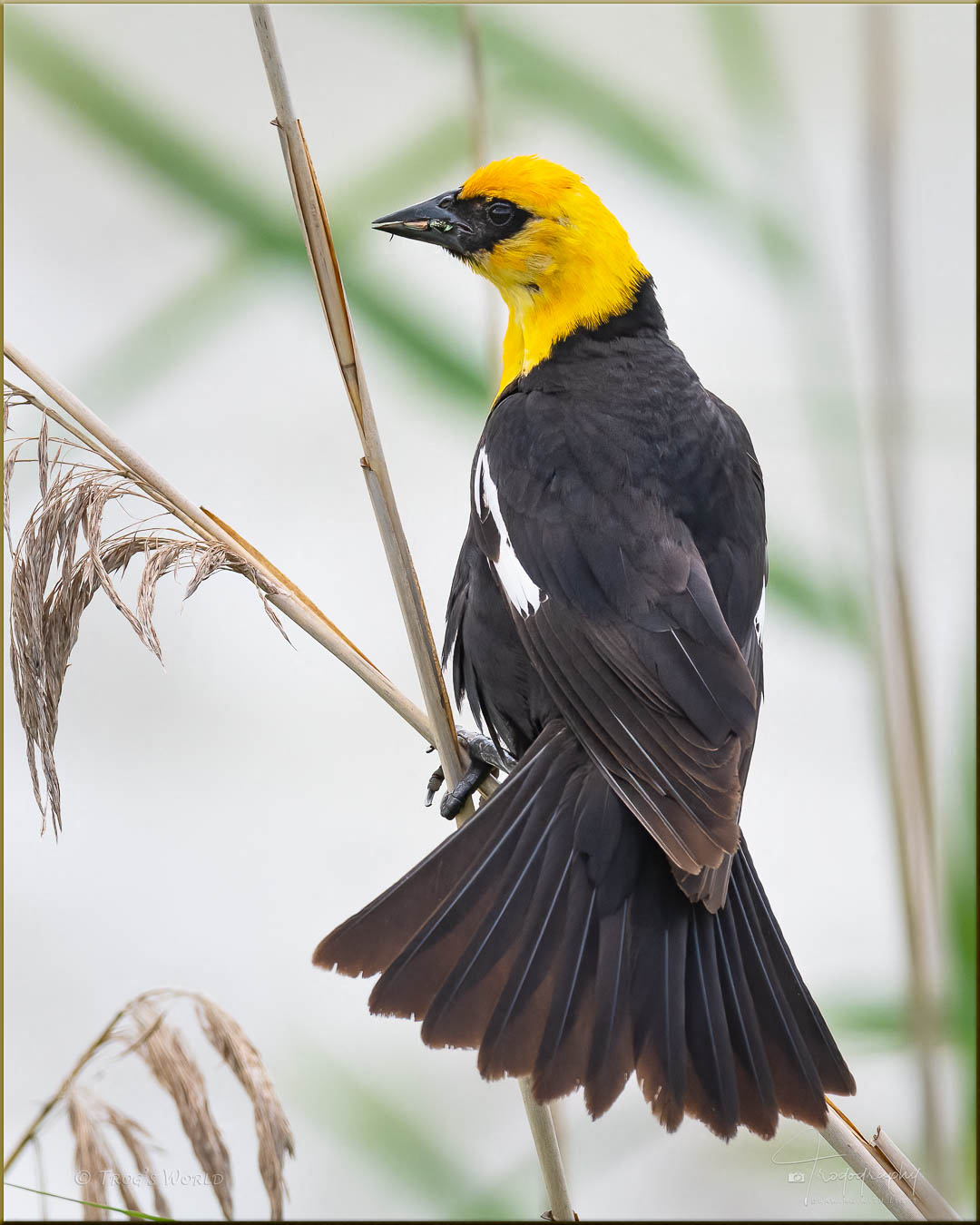 Yellow-headed Blackbird perched on reeds