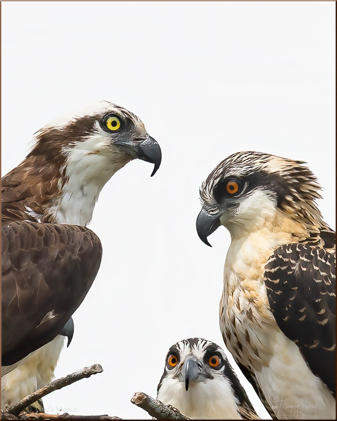 Osprey mama with her young ones