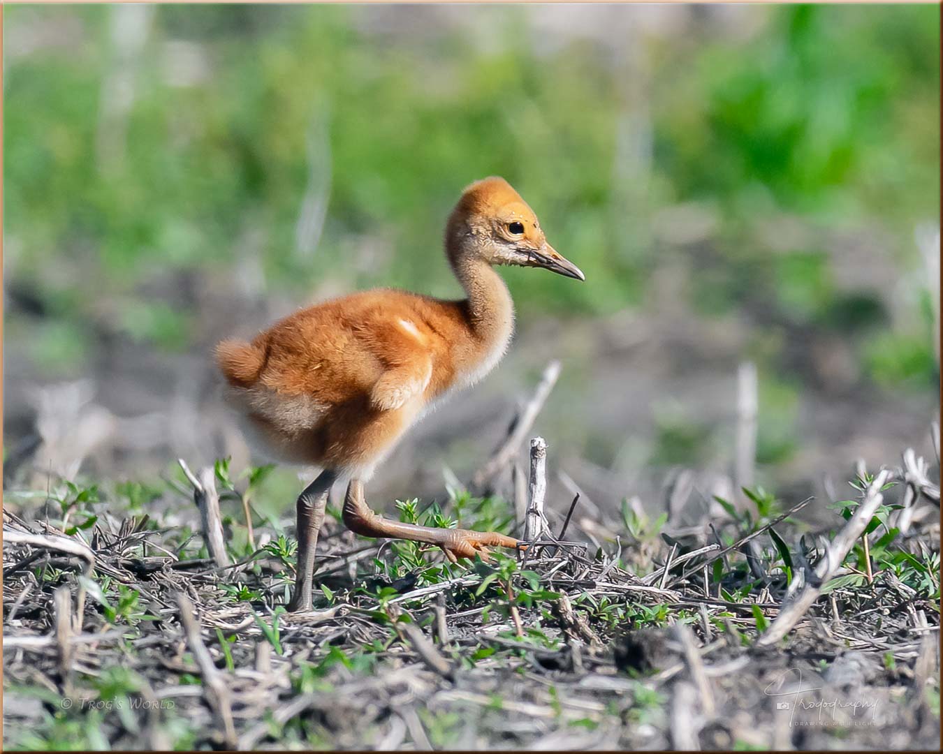 Sandhill Crane colt on the run