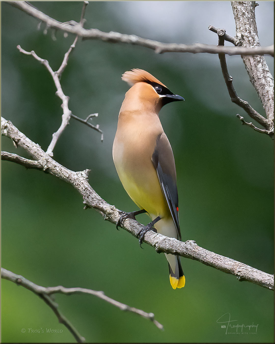 Cedar Waxwing