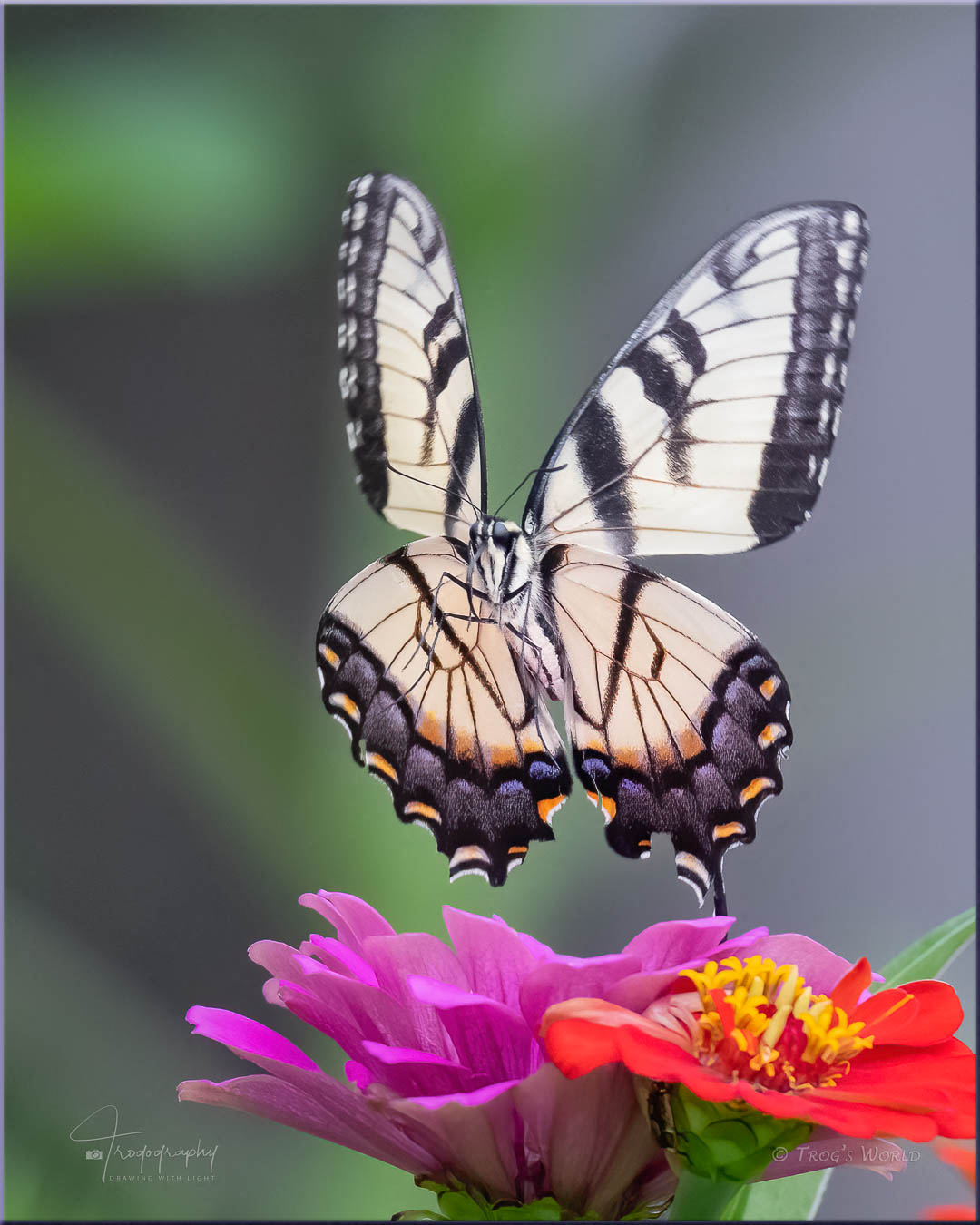 Female Eastern Tiger Swallowtail above the flowers