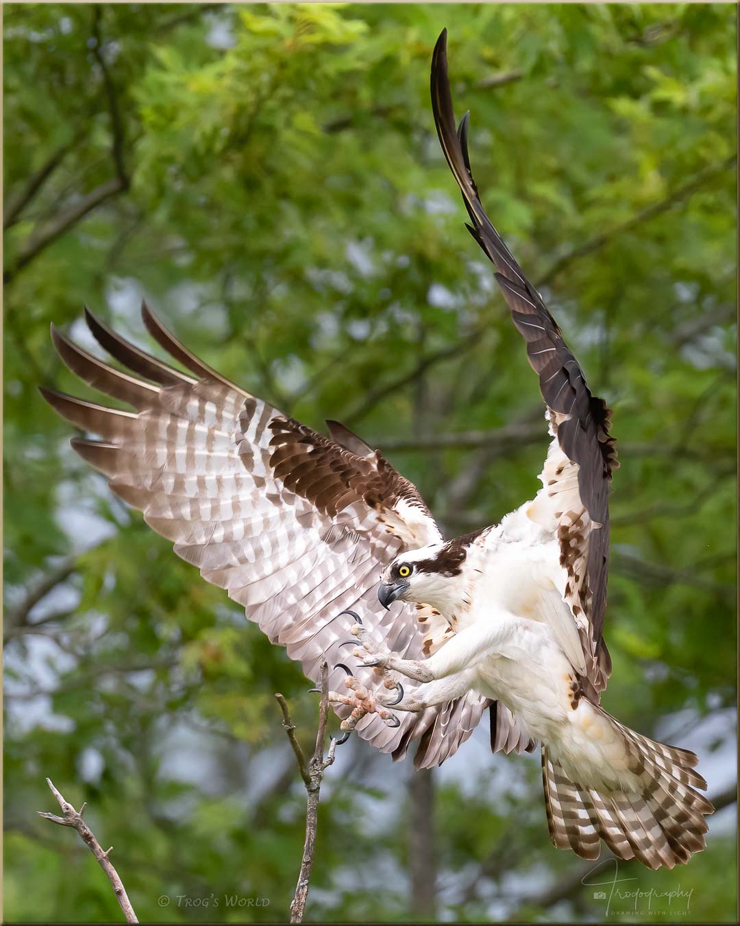 Osprey landing on a dead tree branch