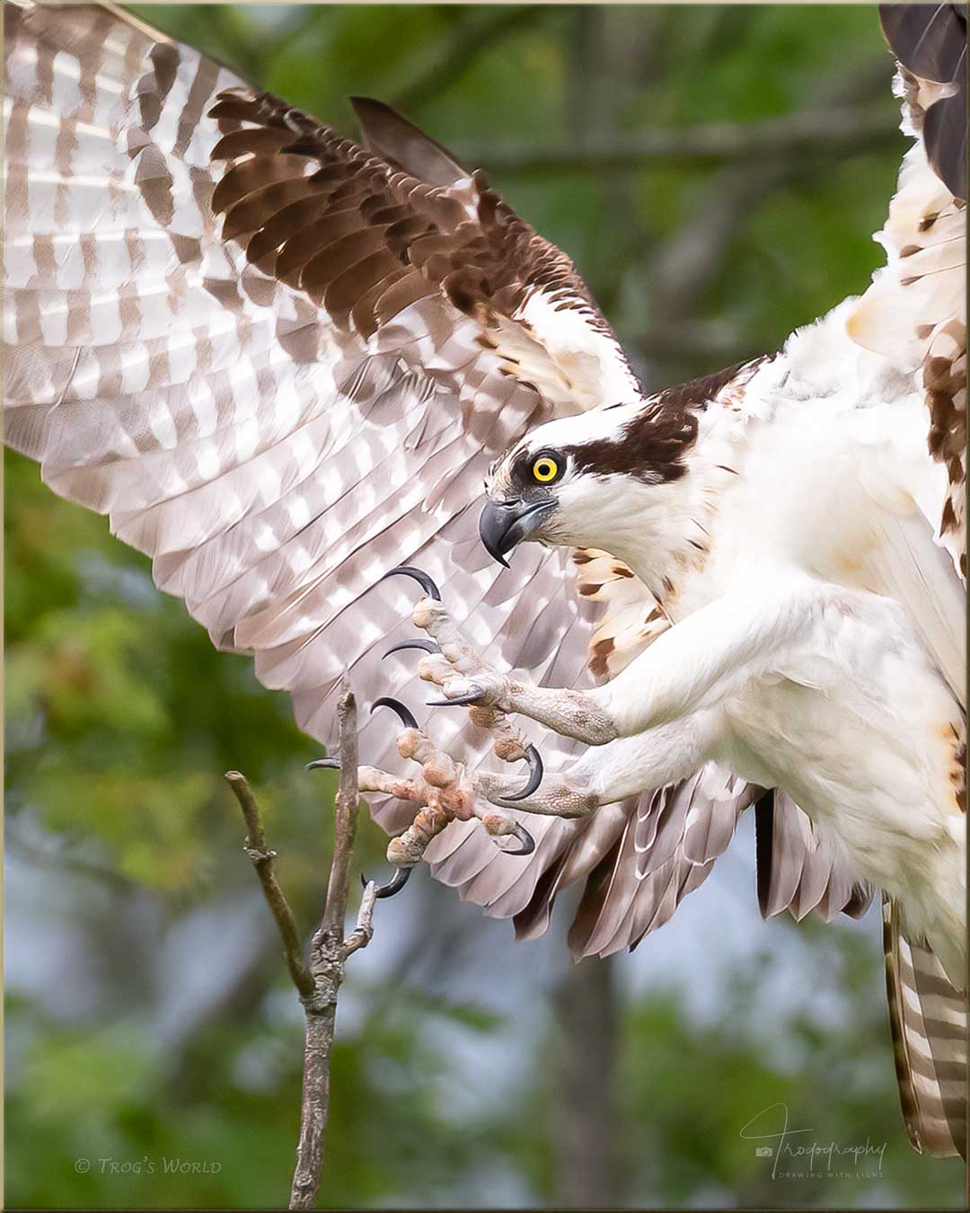 Osprey landing on a dead tree branch