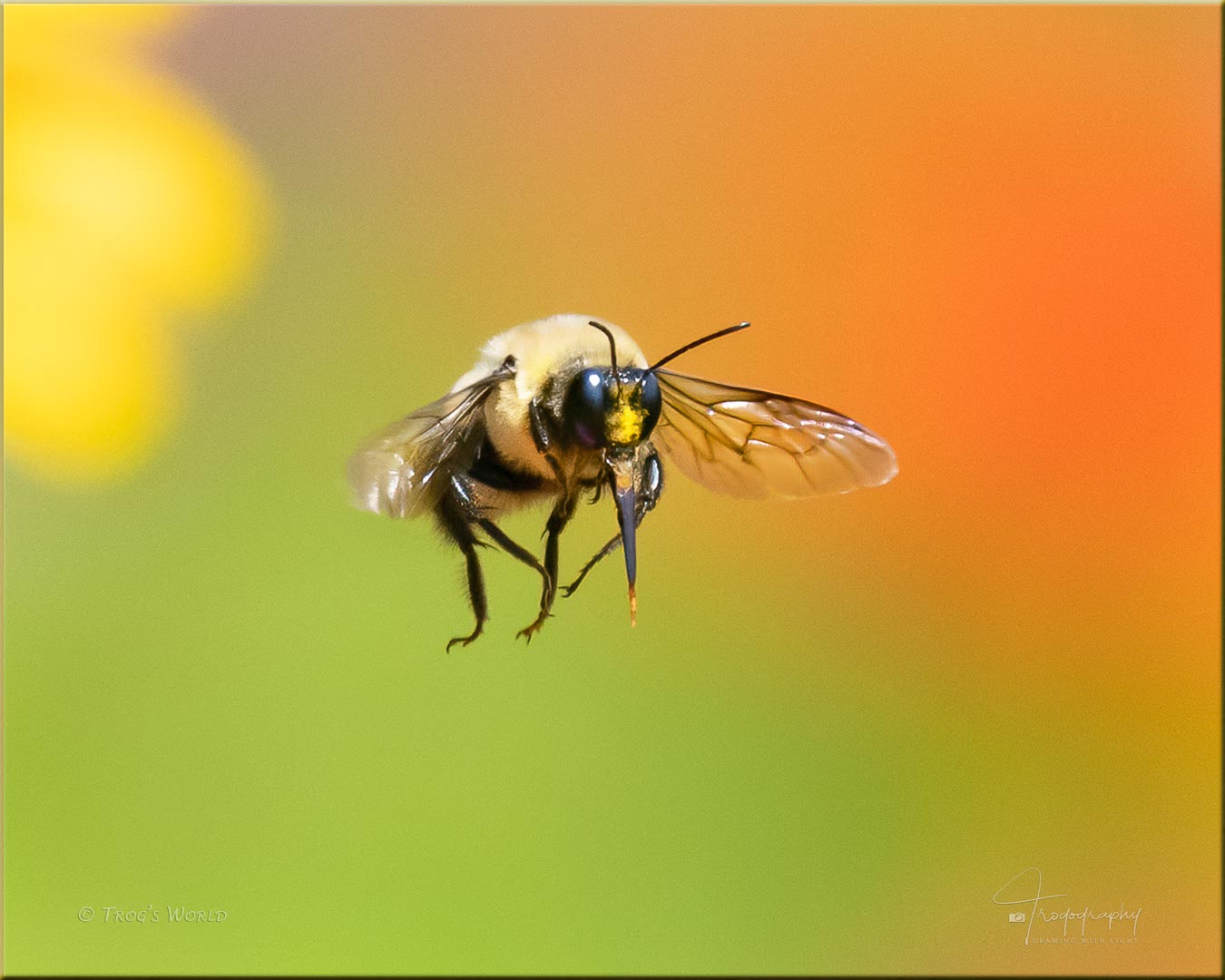 Bumblebee among the flowers