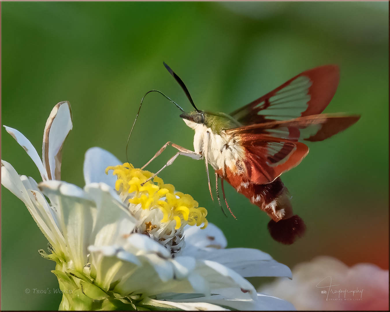 Clearwing Hummingbird Moth on a flower