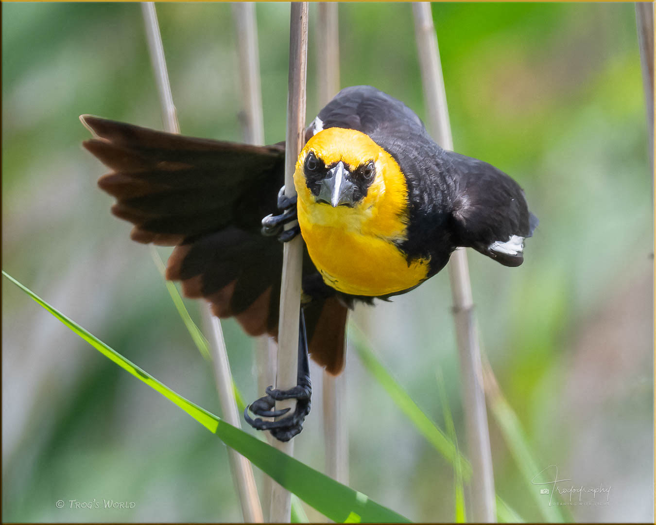 Yellow-headed Blackbird looking at you