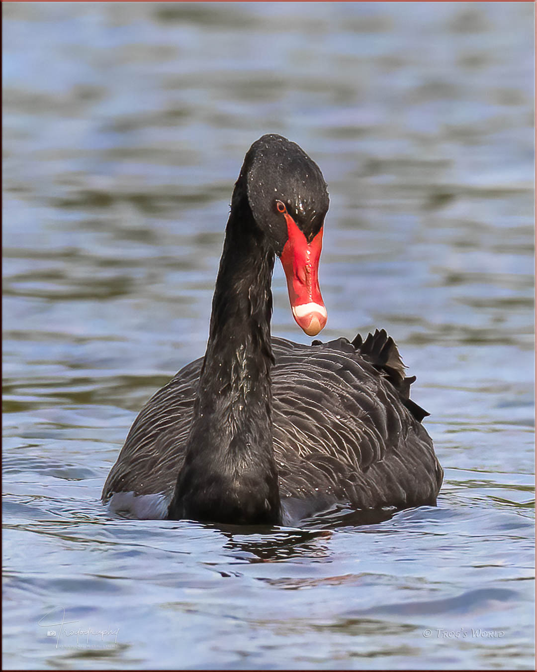 Black Swan