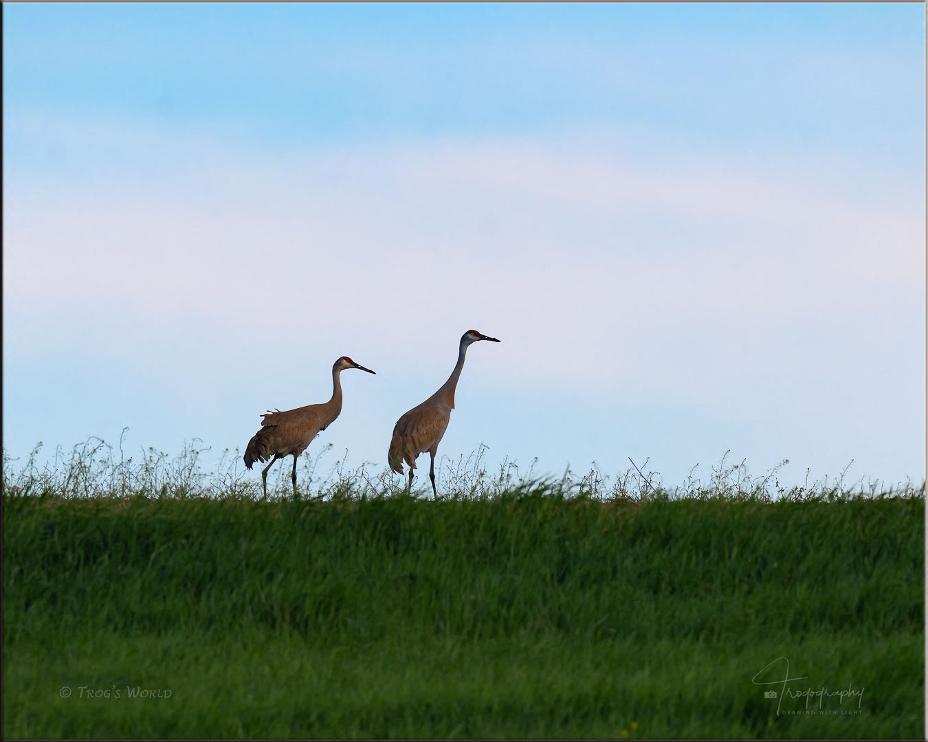 Sandhill Cranes on a hill