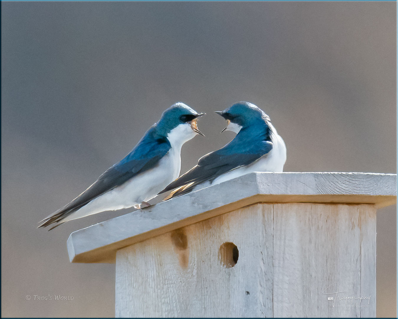 Tree Swallows in a heated argument