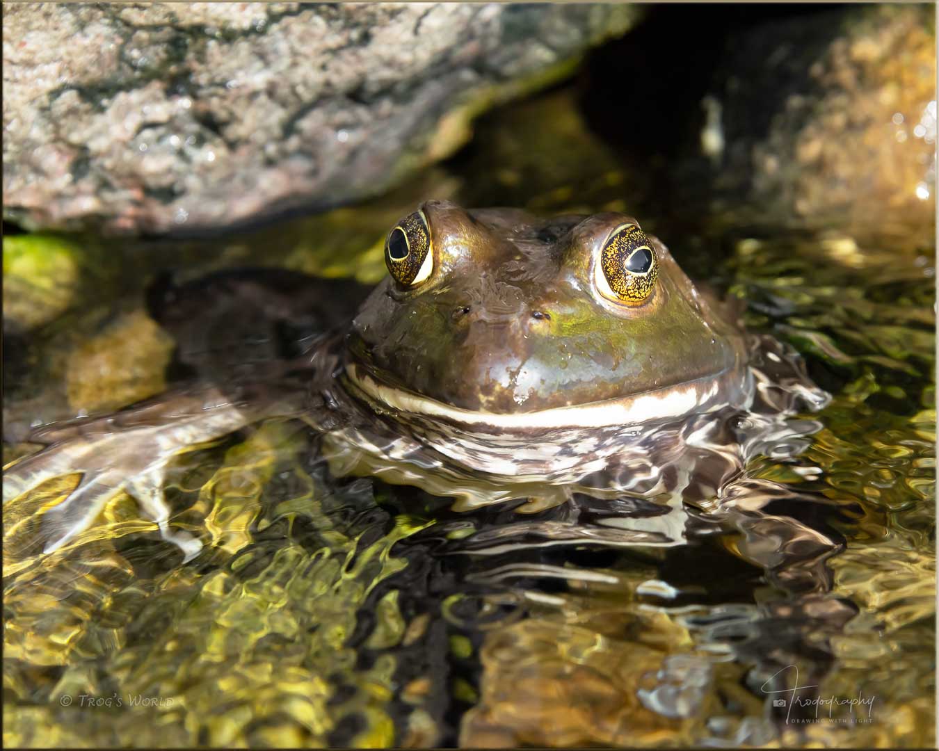 Bullfrog sitting in the water among the rocks