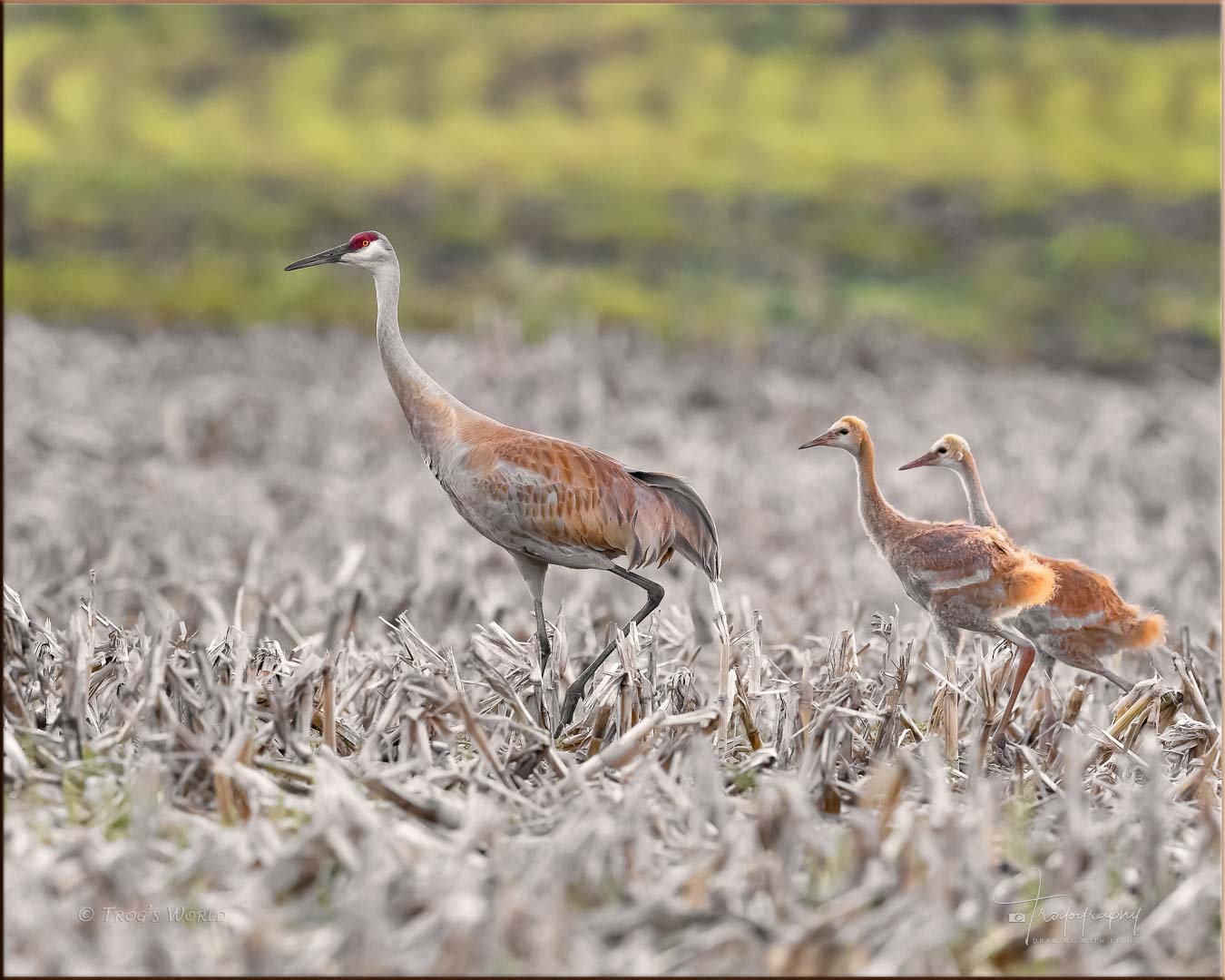 Sandhill Crane and its colts