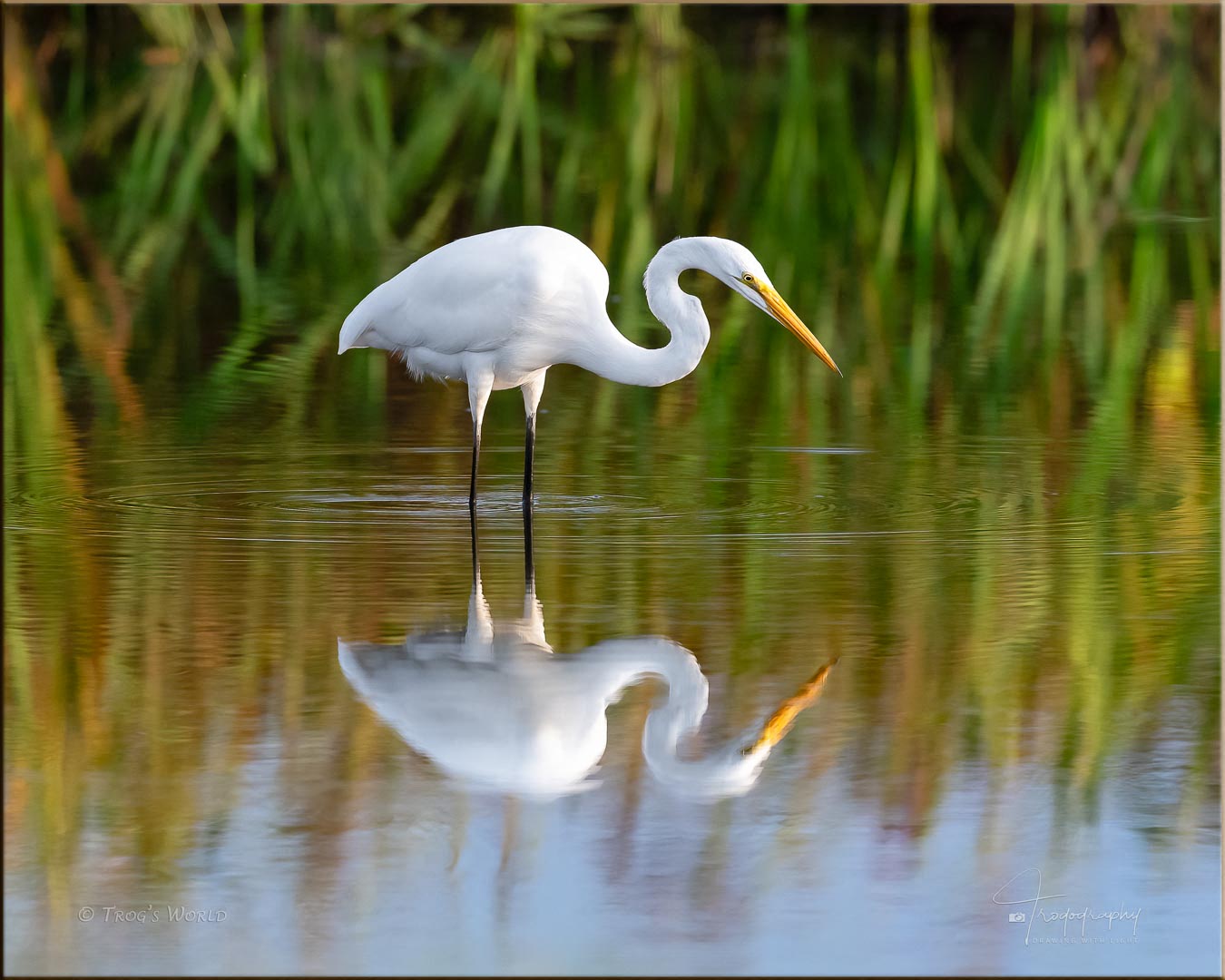 Great Egret fishing in a shallow pond