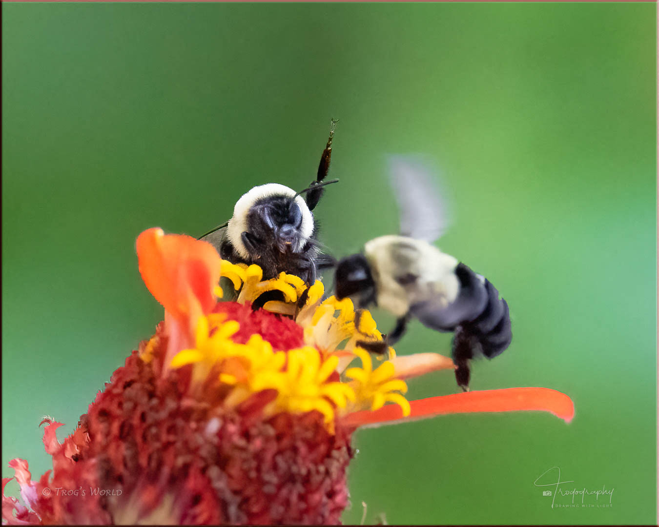 Bumblebee raising its middle leg as defensive behavior