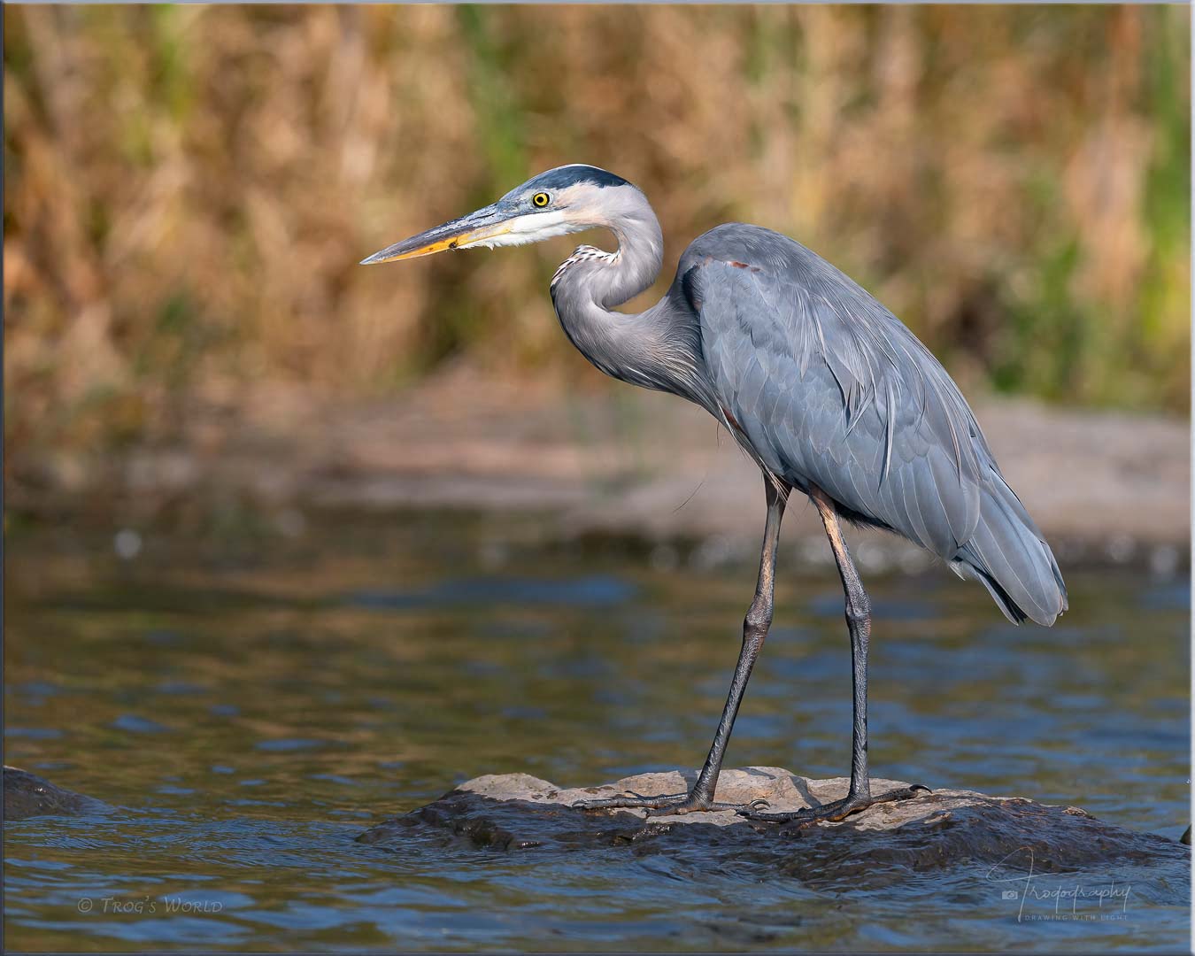 Profile of a Great Blue Heron