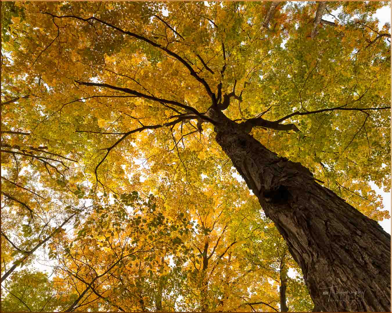 Sugar Maple in autumn splendor