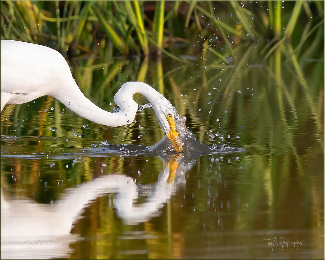 Great Egret lunging for a fish