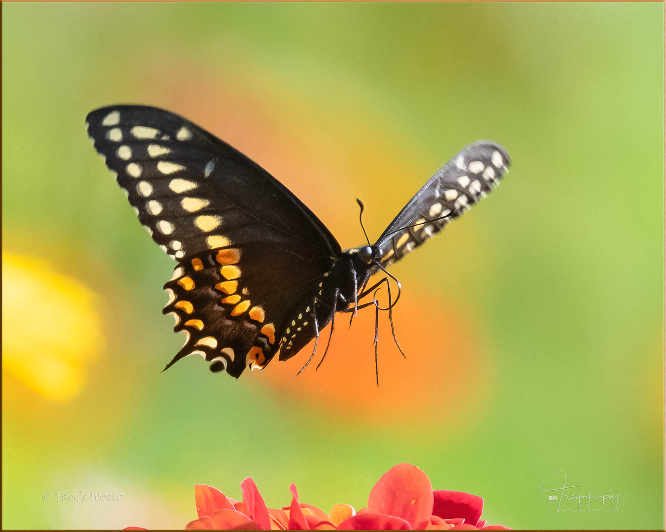Black Swallowtail (male) in flight