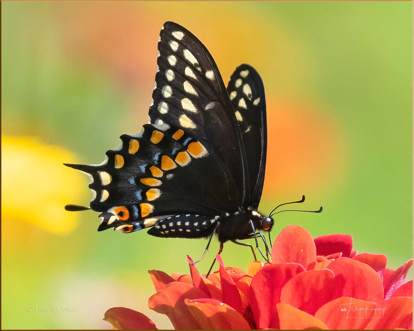 Black Swallowtail (male)