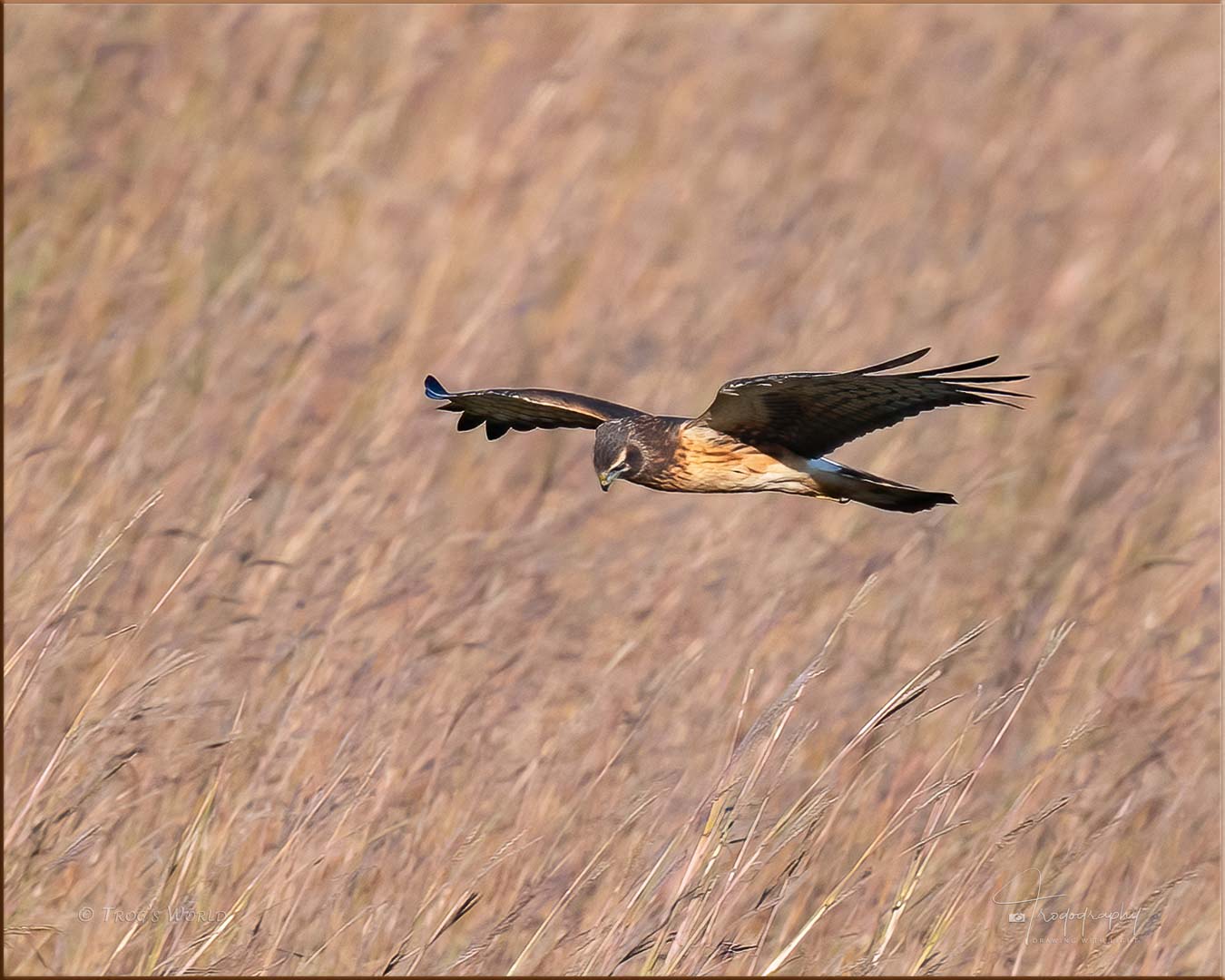 Northern Harrier (juvenile) in flight