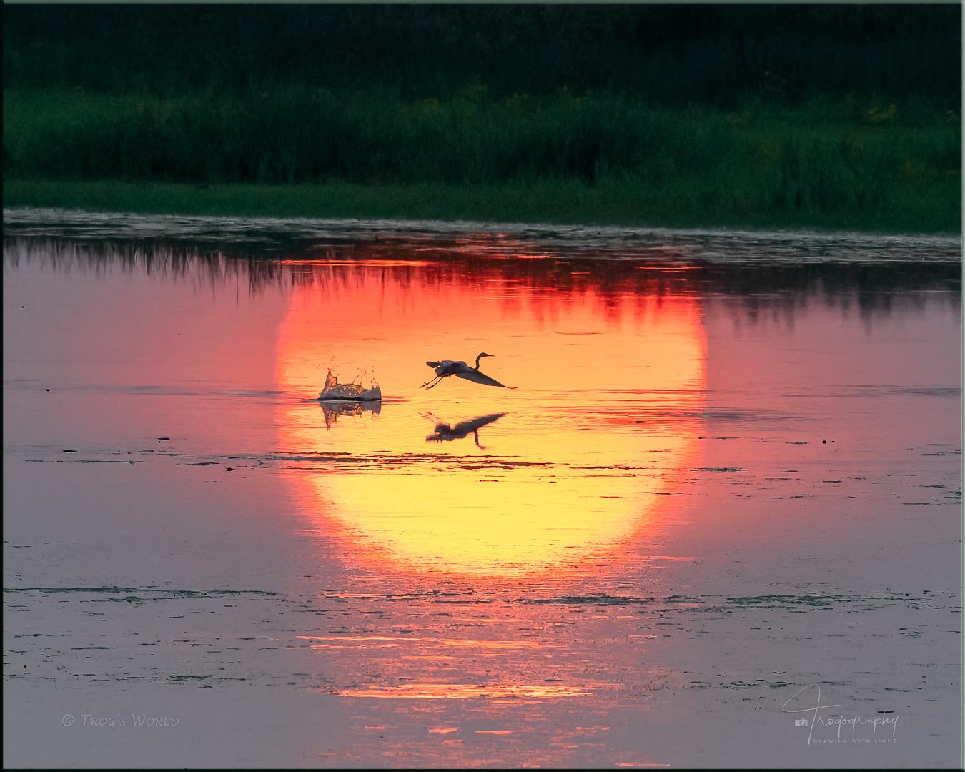 Great Egret in flight through sunset reflection