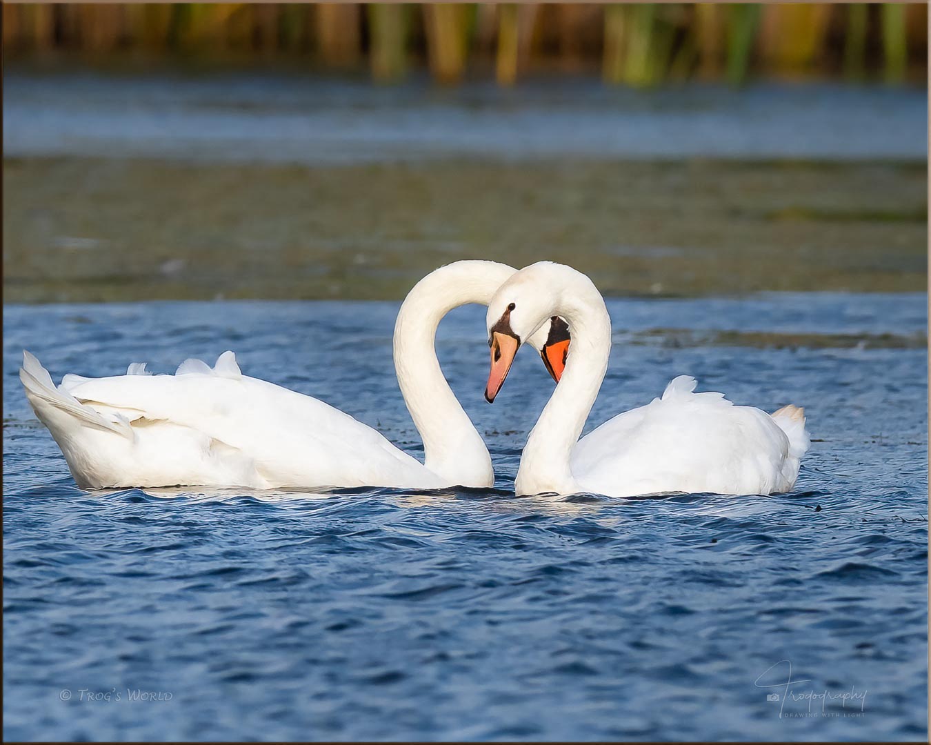 Mute Swans on a lake