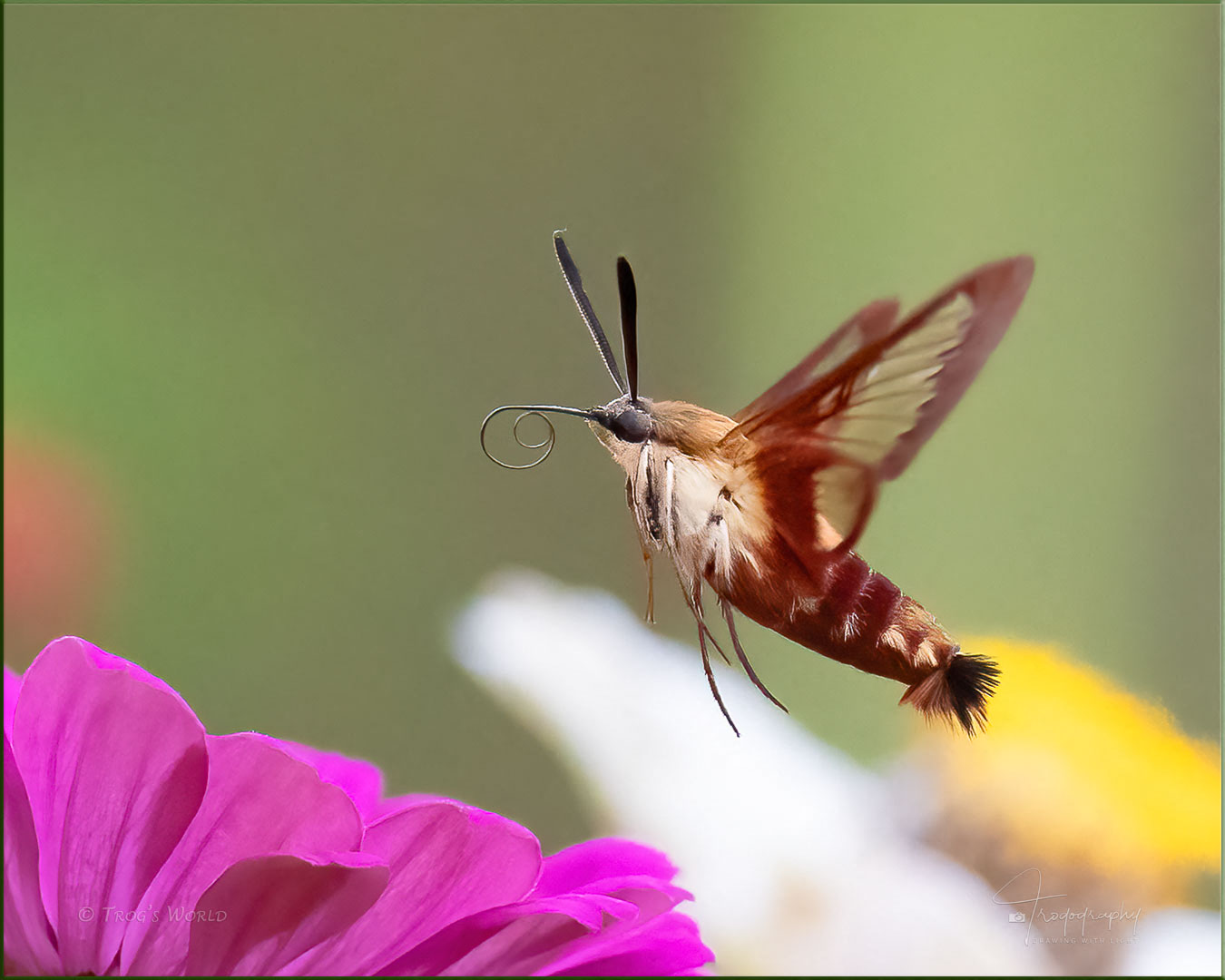 Clearwing Hummingbird Moth