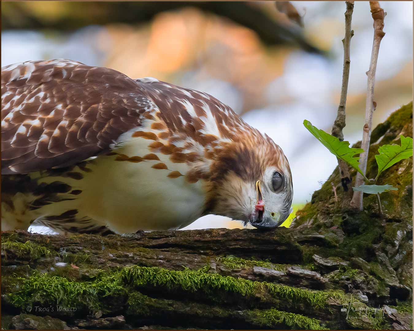 Red-tailed Hawk cleaning its beak on an oak tree