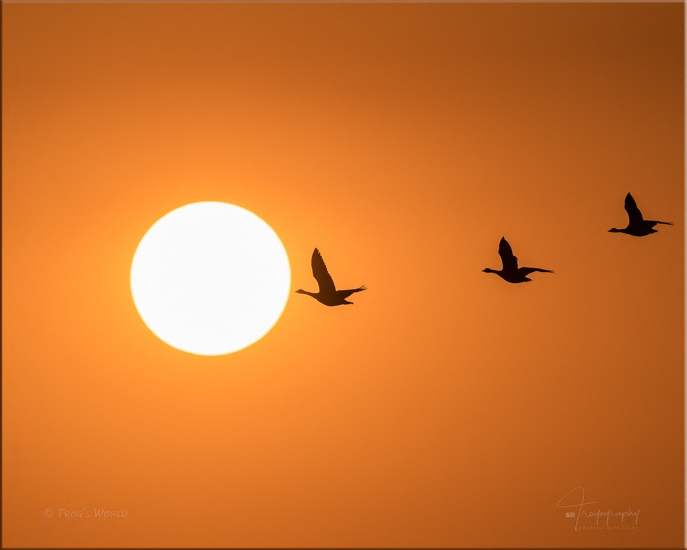 Geese flying into the setting sun
