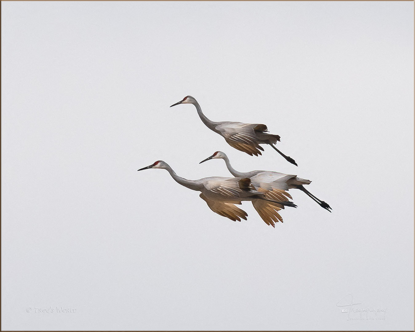 Sandhill Cranes coming in for a landing