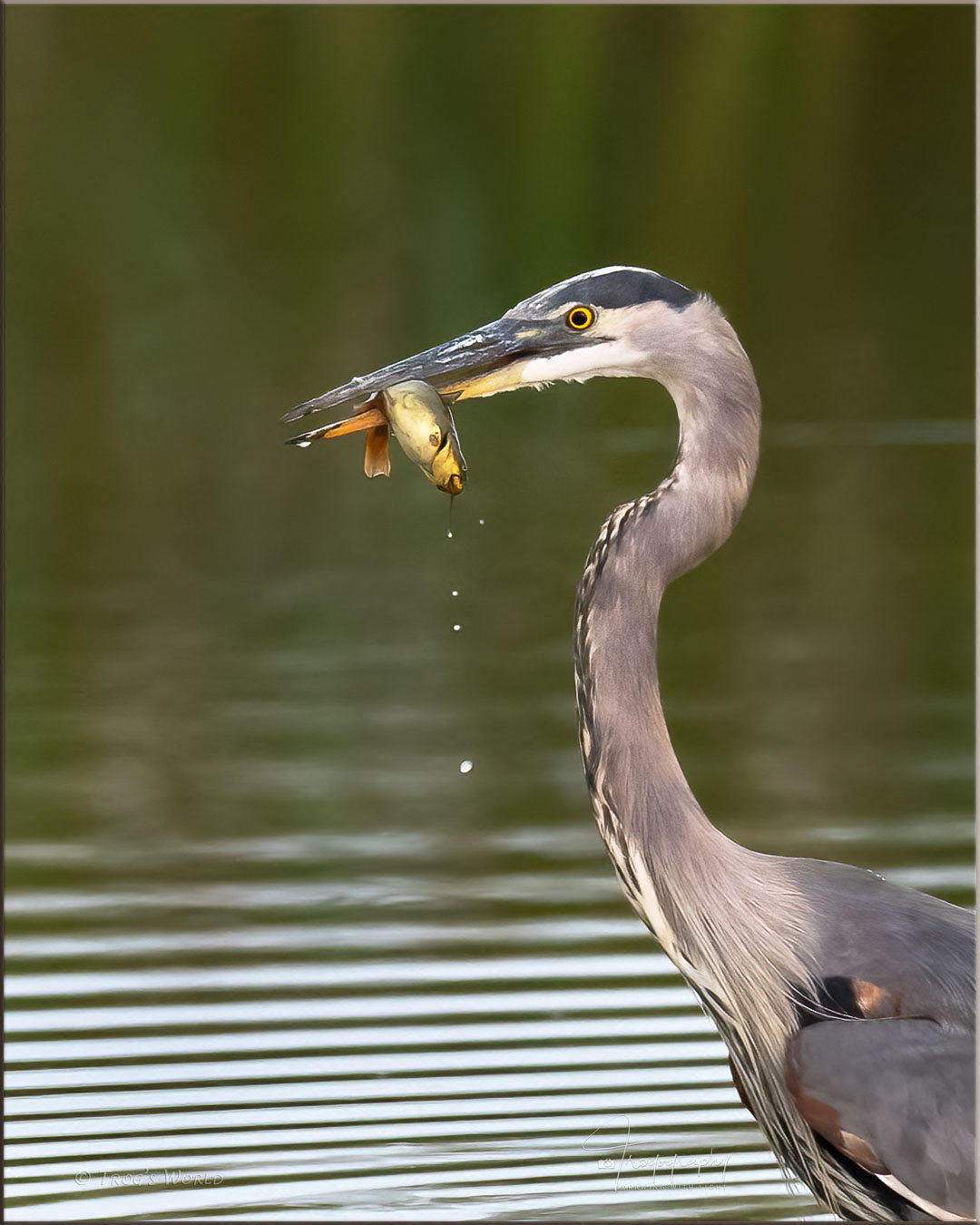 Great Blue Heron with a fish