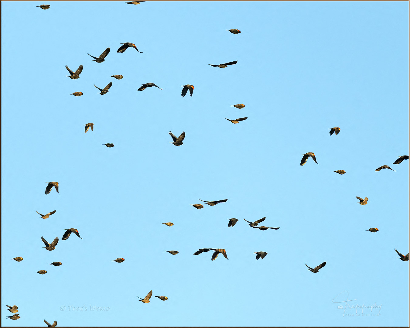 Flock of Red-winged Blackbirds