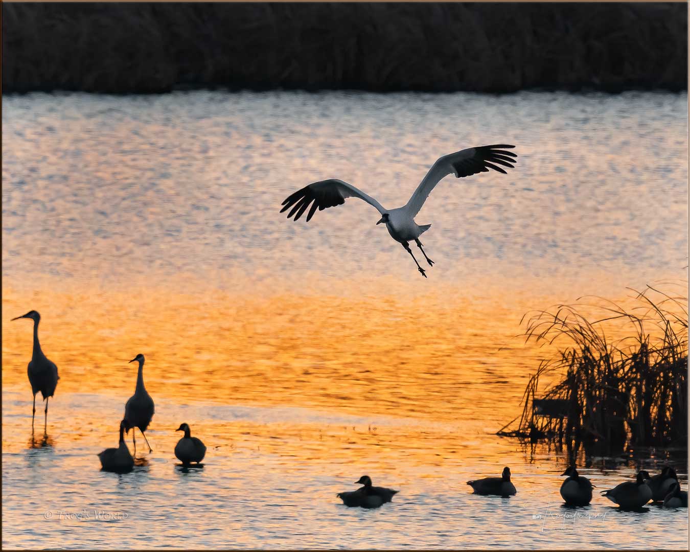 Whooping Crane in Flight