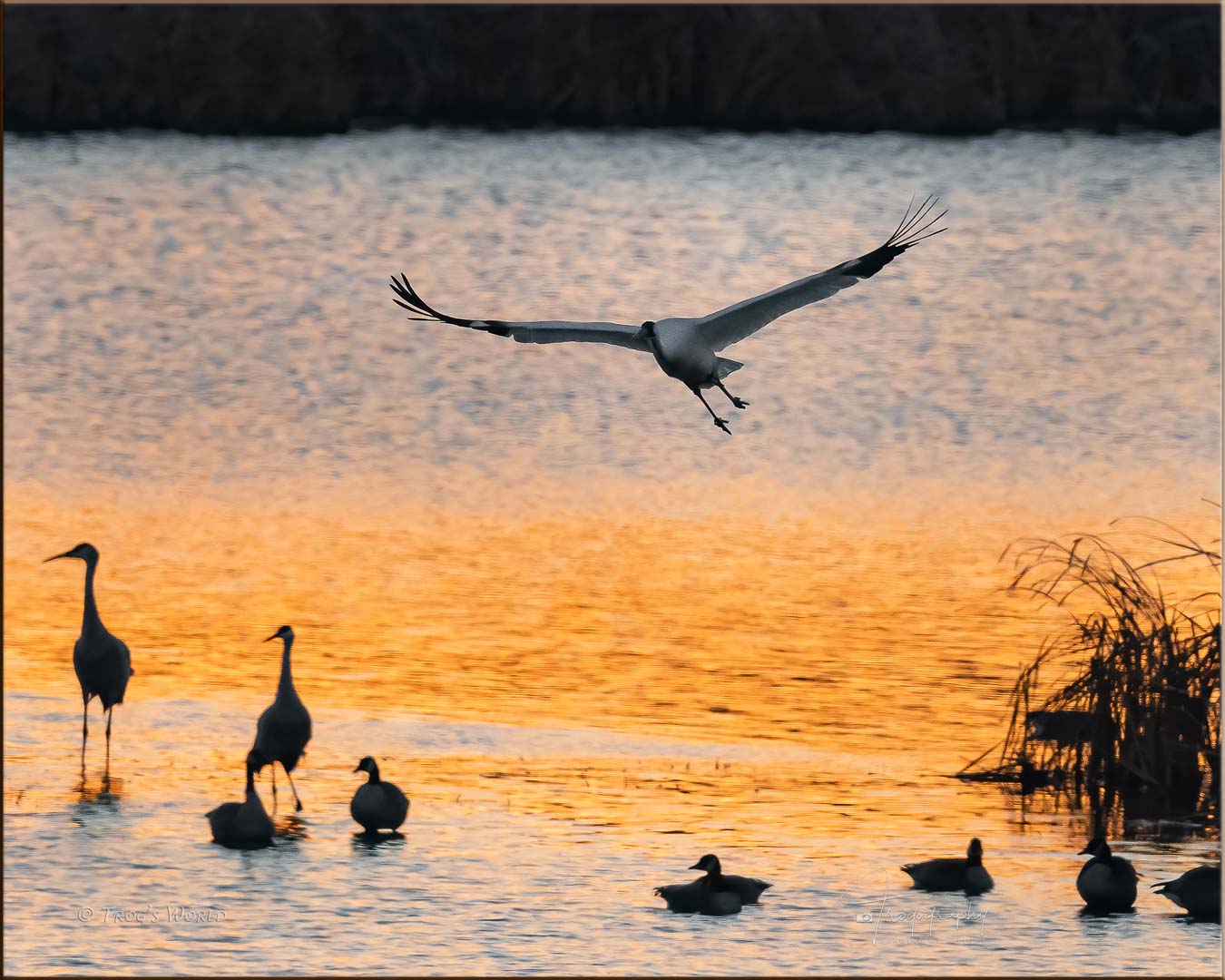 Whooping Crane in Flight