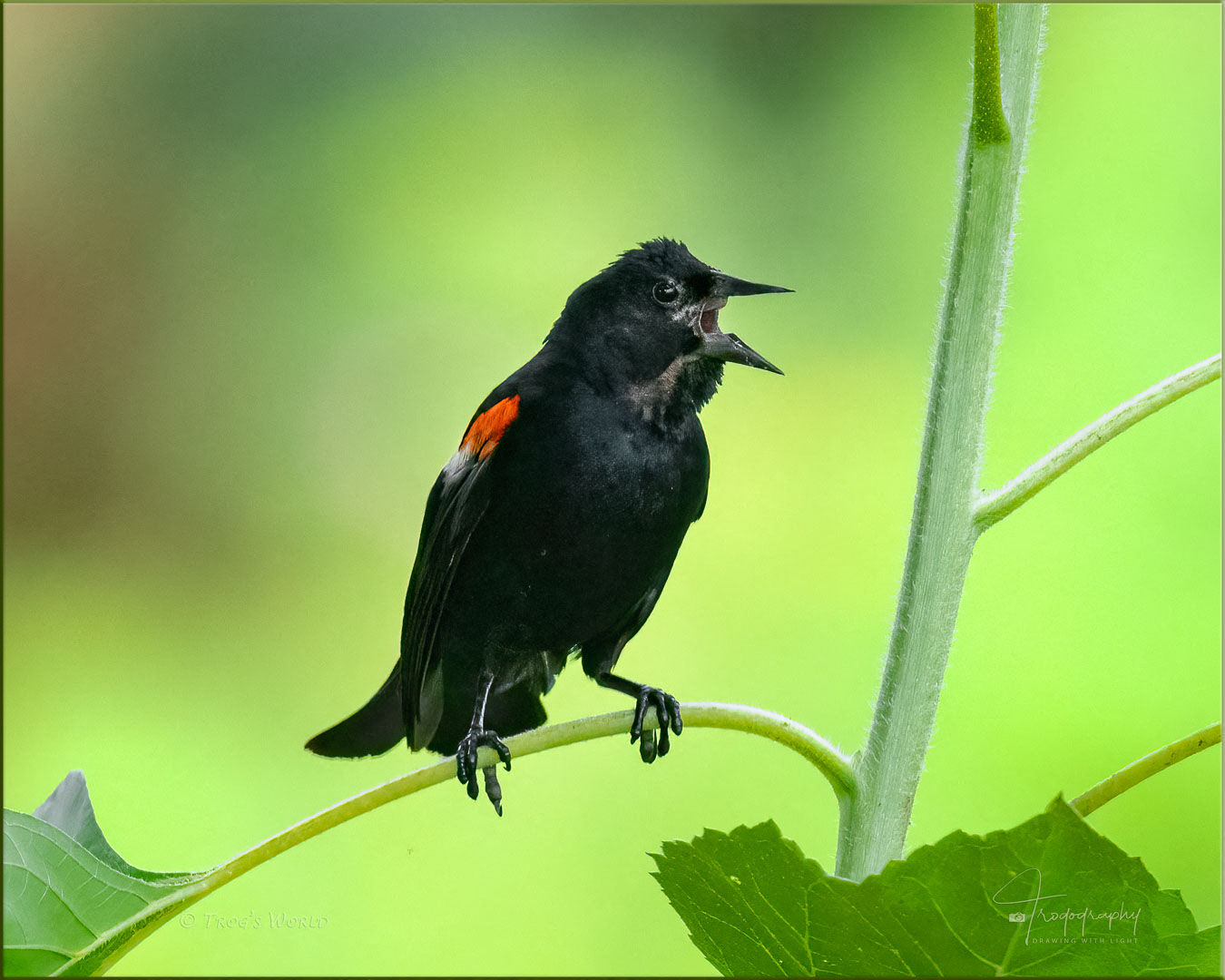 Red-winged Blackbird singing